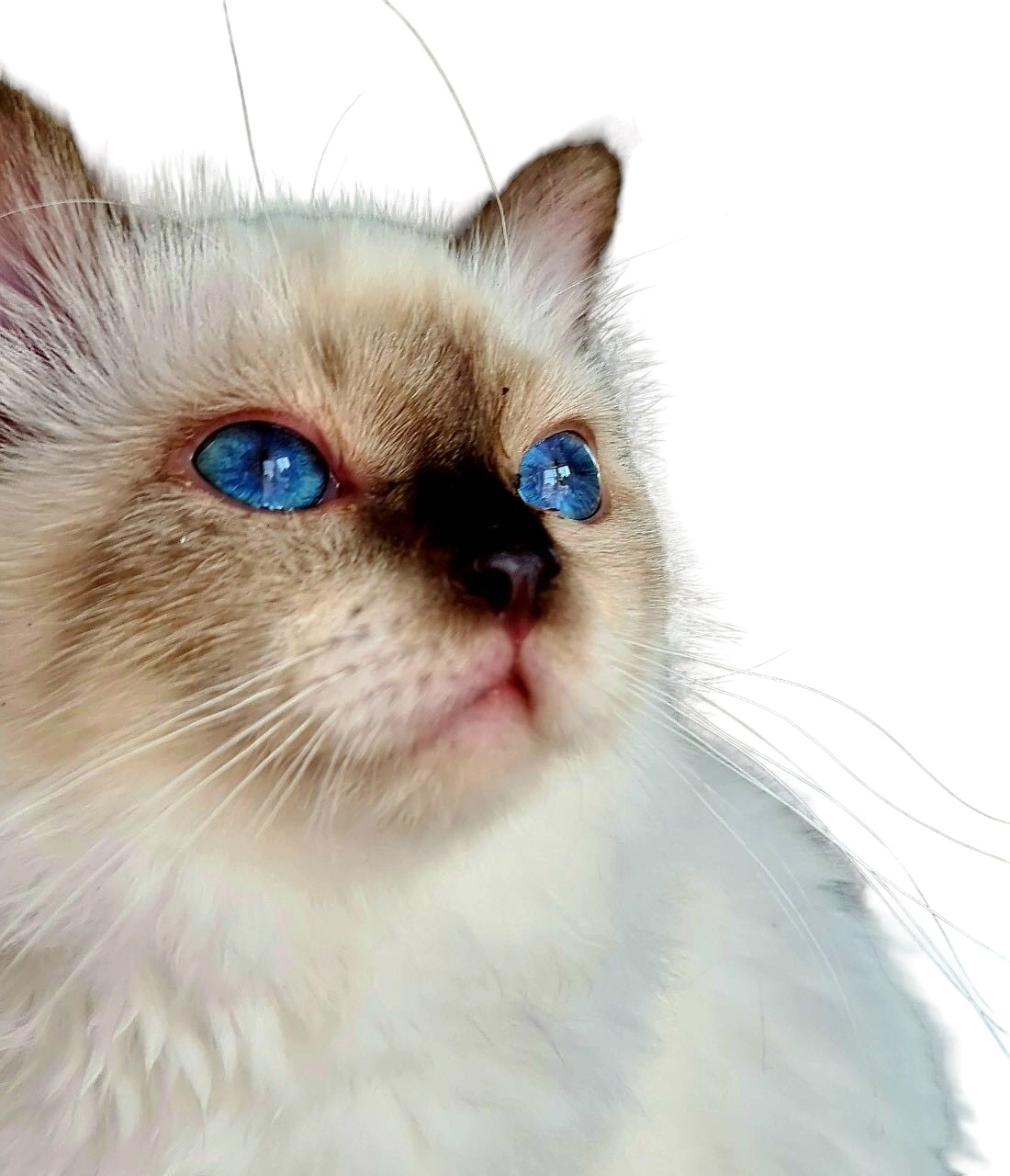 Katte